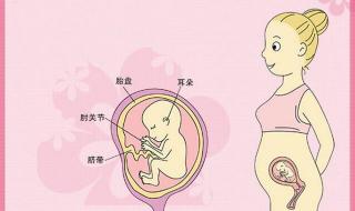 怀孕17周肚子有多大 孕17周出现肚子偶尔会发硬,发涨正常吗